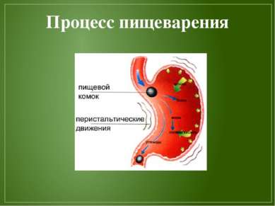 Процесс пищеварения