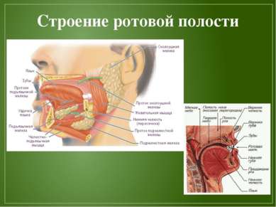 Строение ротовой полости