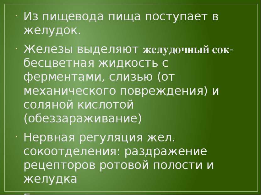 Из пищевода пища поступает в желудок. Железы выделяют желудочный сок- бесцвет...