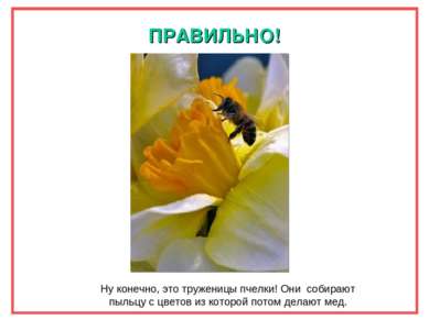 ПРАВИЛЬНО! Ну конечно, это труженицы пчелки! Они собирают пыльцу с цветов из ...