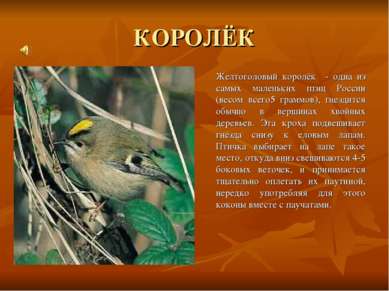 КОРОЛЁК Желтоголовый королёк - одна из самых маленьких птиц России (весом все...