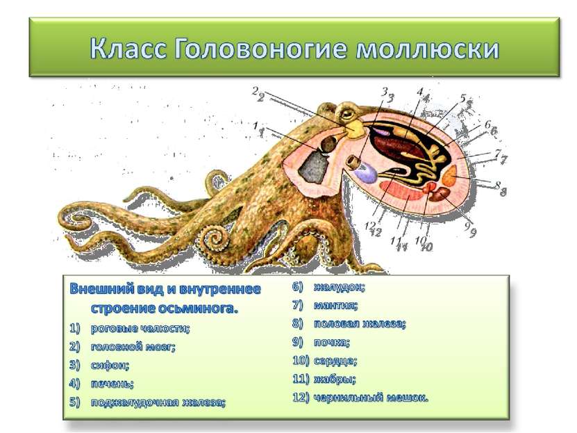 Биология 7 класс класс головоногих моллюсков. Внутреннее строение головоногих. Пищеварительная система головоногих моллюсков. Головоногие моллюски строение биология. Класс головоногие моллюски внутреннее строение.
