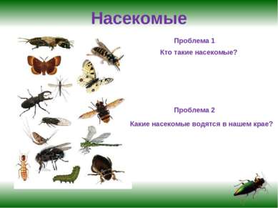 Насекомые Проблема 1 Кто такие насекомые? Проблема 2 Какие насекомые водятся ...