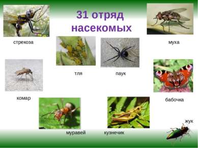 31 отряд насекомых стрекоза тля жук муха комар паук кузнечик бабочка муравей
