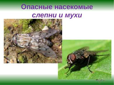 Опасные насекомые слепни и мухи