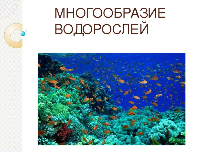 МНОГООБРАЗИЕ ВОДОРОСЛЕЙ