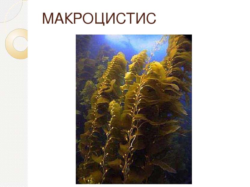 МАКРОЦИСТИС