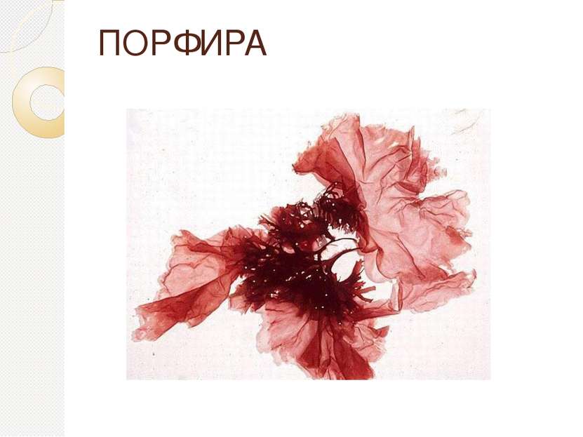 ПОРФИРА