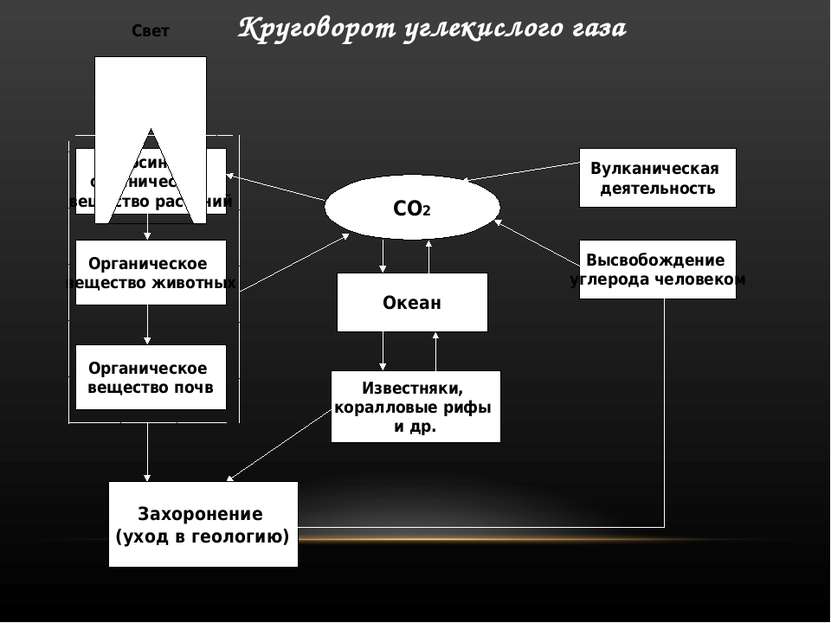 Круговорот углекислого газа Фотосинтез, органическое вещество растений Органи...