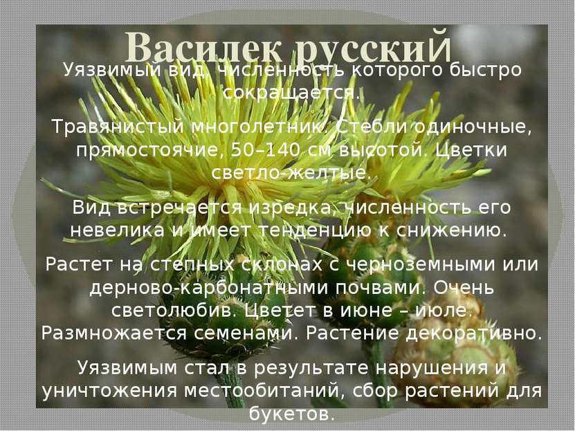 Василек русский Уязвимый вид, численность которого быстро сокращается. Травян...