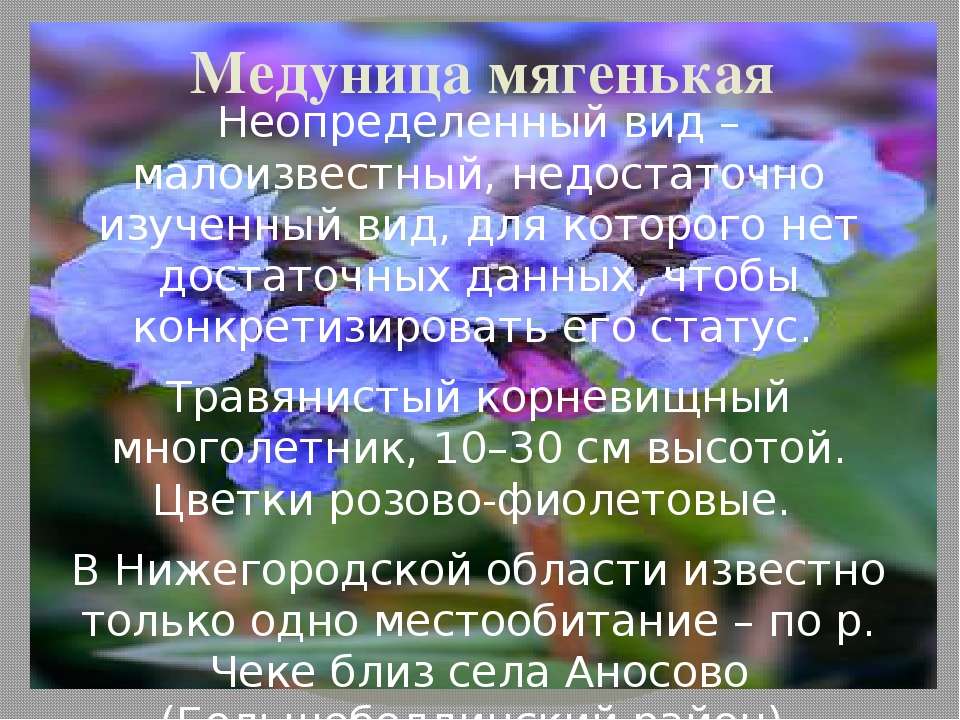 Медуница презентация