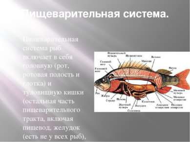 Пищеварительная система. Пищеварительная система рыб включает в себя головную...