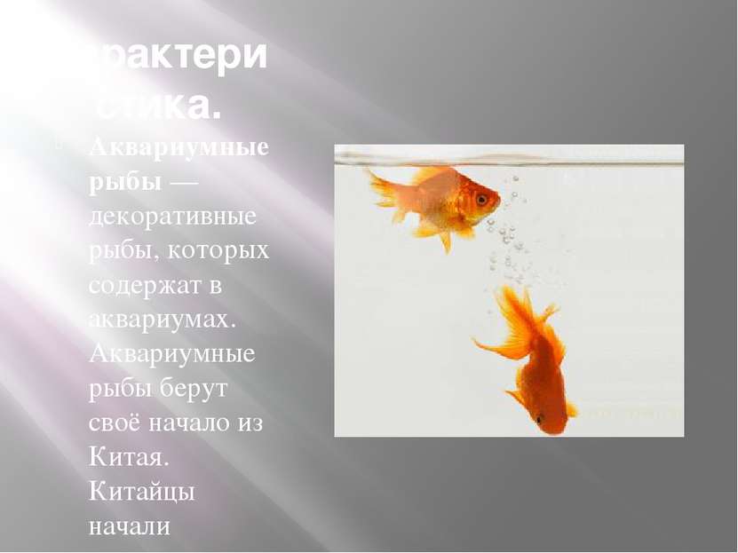 Характеристика. Аквариумные рыбы — декоративные рыбы, которых содержат в аква...