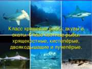 Класс хрящевые рыбы: акулы и скаты