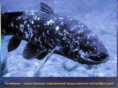 Латимерия – единственный современный представитель кистепёрых рыб.