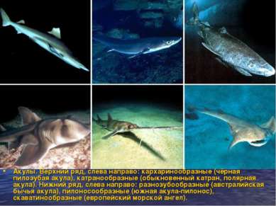Акулы. Верхний ряд, слева направо: кархаринообразные (чёрная пилозубая акула)...