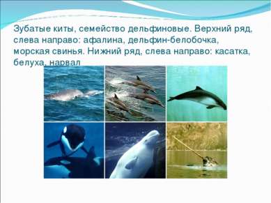 Зубатые киты, семейство дельфиновые. Верхний ряд, слева направо: афалина, дел...