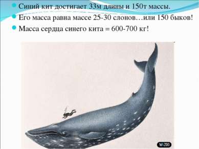 Синий кит достигает 33м длины и 150т массы. Его масса равна массе 25-30 слоно...