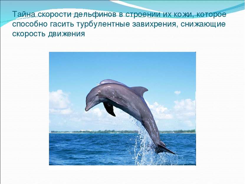 Тайна скорости дельфинов в строении их кожи, которое способно гасить турбулен...