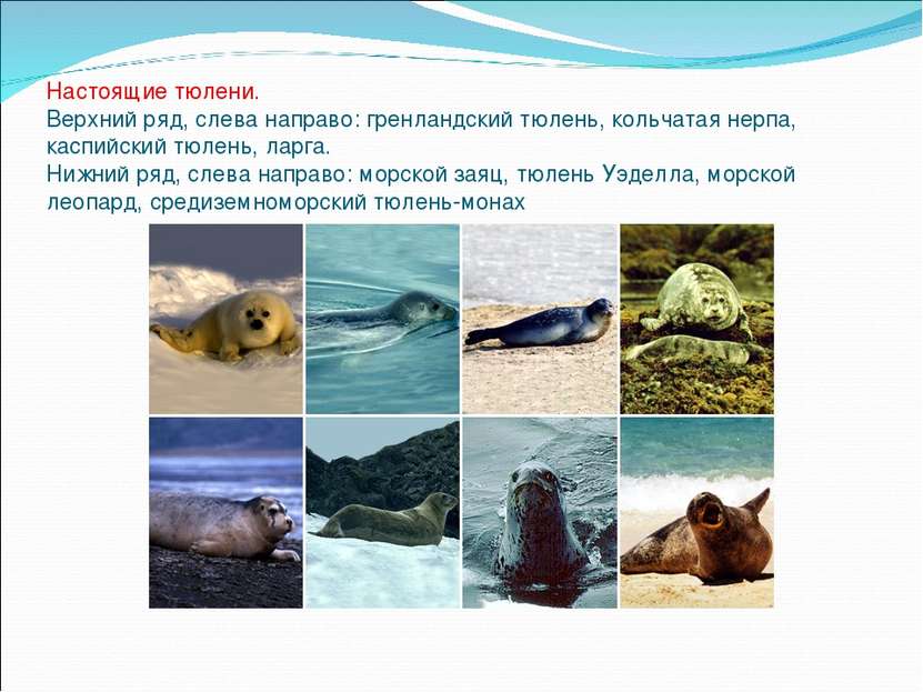 Настоящие тюлени. Верхний ряд, слева направо: гренландский тюлень, кольчатая ...