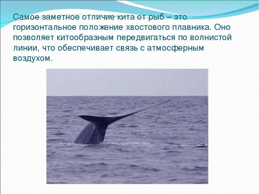 Самое заметное отличие кита от рыб – это горизонтальное положение хвостового ...