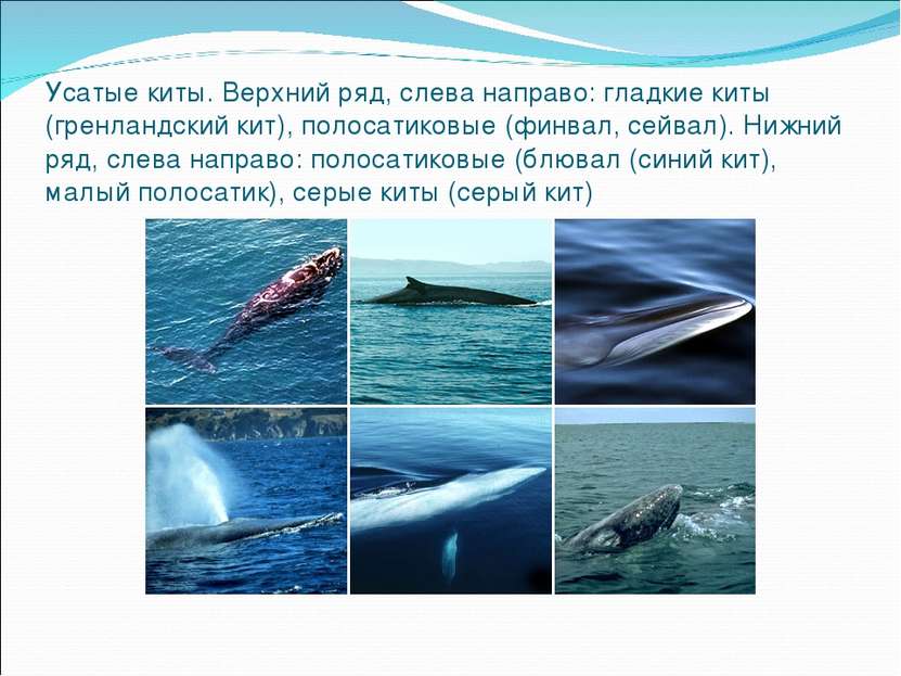 Усатые киты. Верхний ряд, слева направо: гладкие киты (гренландский кит), пол...