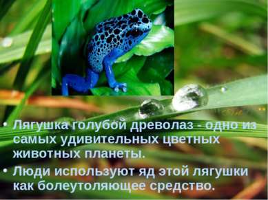 Лягушка голубой древолаз - одно из самых удивительных цветных животных планет...