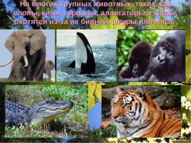 На многих крупных животных, таких, как слоны, киты, гориллы, аллигаторы и тиг...