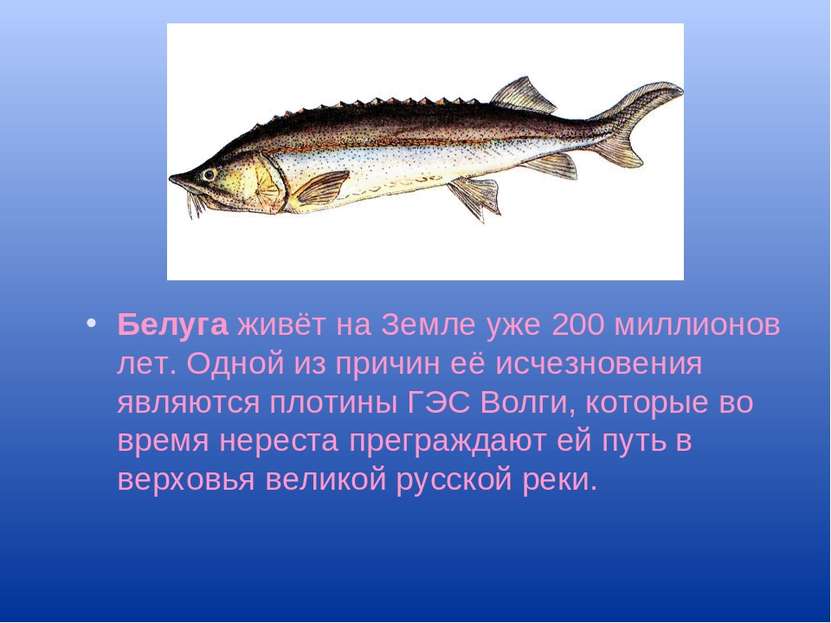 Белуга живёт на Земле уже 200 миллионов лет. Одной из причин её исчезновения ...