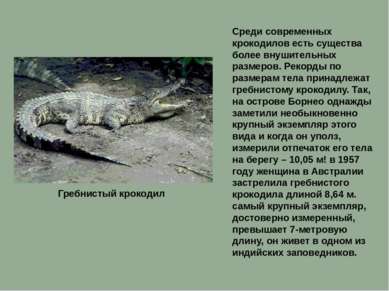 Среди современных крокодилов есть существа более внушительных размеров. Рекор...