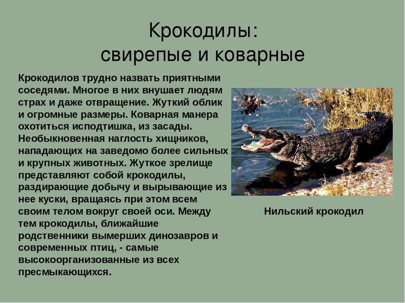 Крокодилы: свирепые и коварные Крокодилов трудно назвать приятными соседями. ...