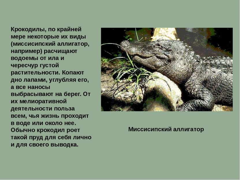 Крокодилы, по крайней мере некоторые их виды (миссисипский аллигатор, наприме...