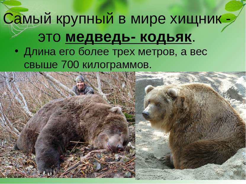 Самый крупный в мире хищник - это медведь- кодьяк. Длина его более трех метро...
