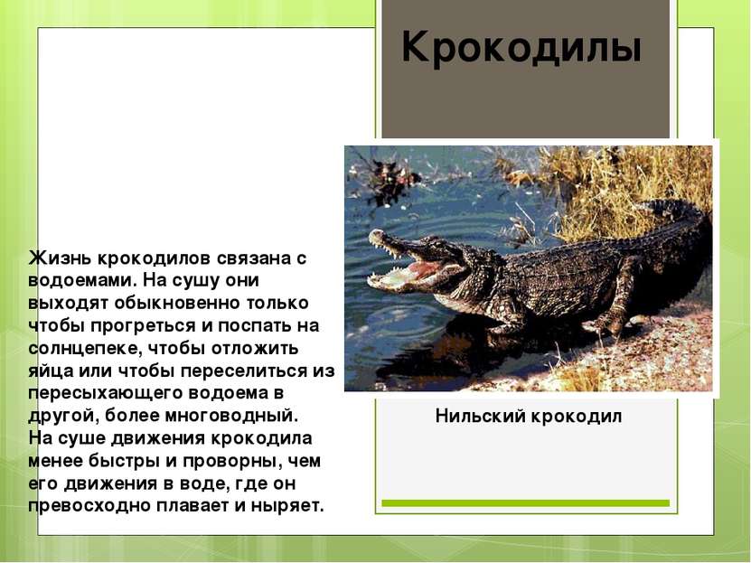 Жизнь крокодилов связана с водоемами. На сушу они выходят обыкновенно только ...