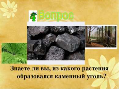 Знаете ли вы, из какого растения образовался каменный уголь?