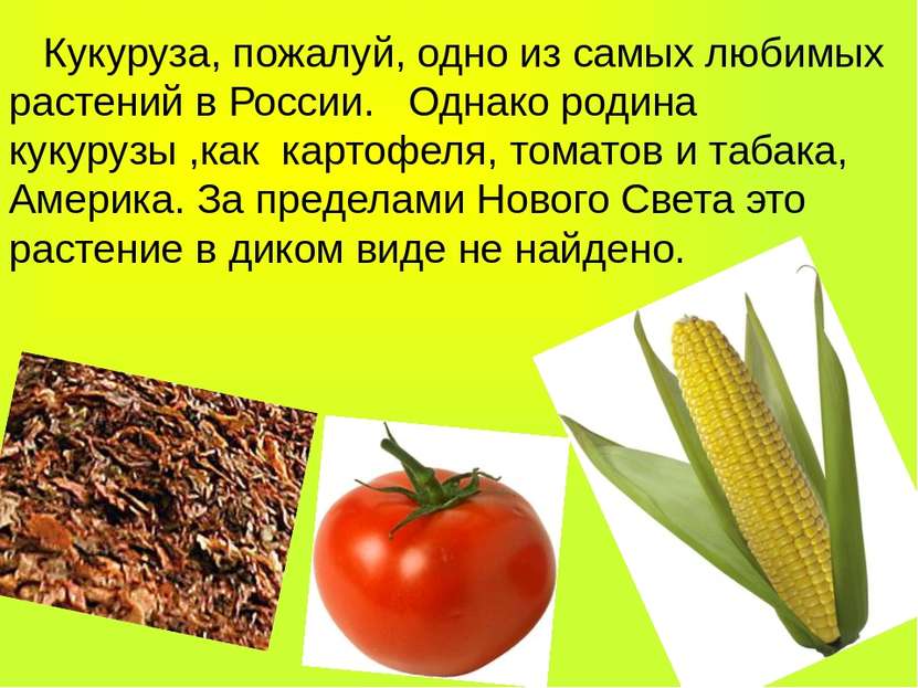 Кукуруза, пожалуй, одно из самых любимых растений в России. Однако родина кук...