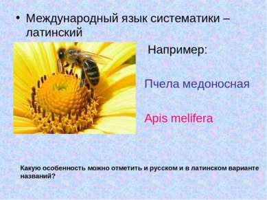 Международный язык систематики – латинский Например: Пчела медоносная Apis me...