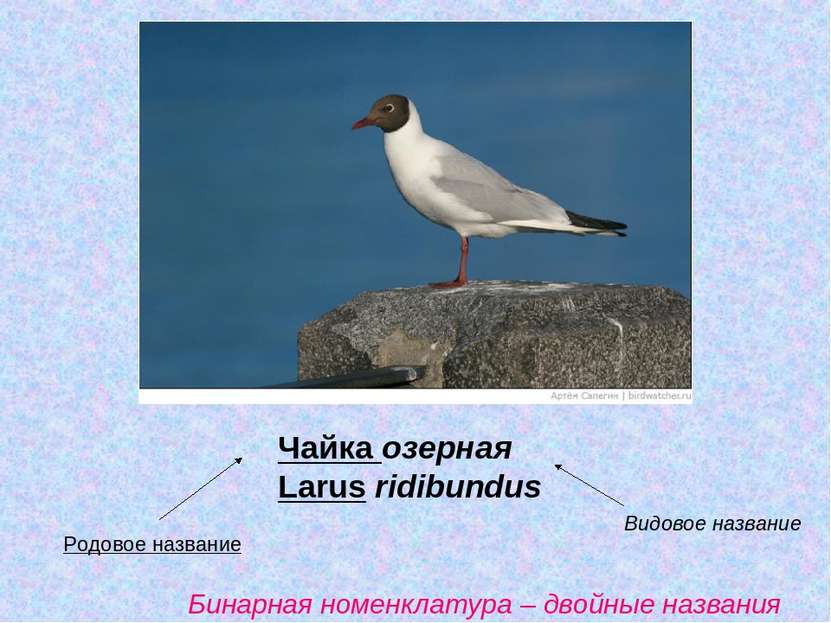 Чайка озерная Larus ridibundus Родовое название Видовое название Бинарная ном...
