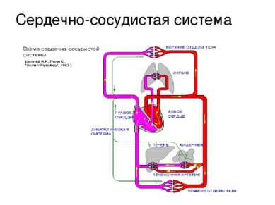 П.П. П.Ж. Л.П Л.Ж. вена вена артерия артерия