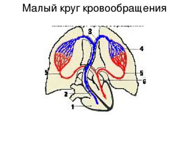 Малый круг кровообращения легкие вена А Р Т Е Р И А Л Ь Н А Я кровь артерия В...