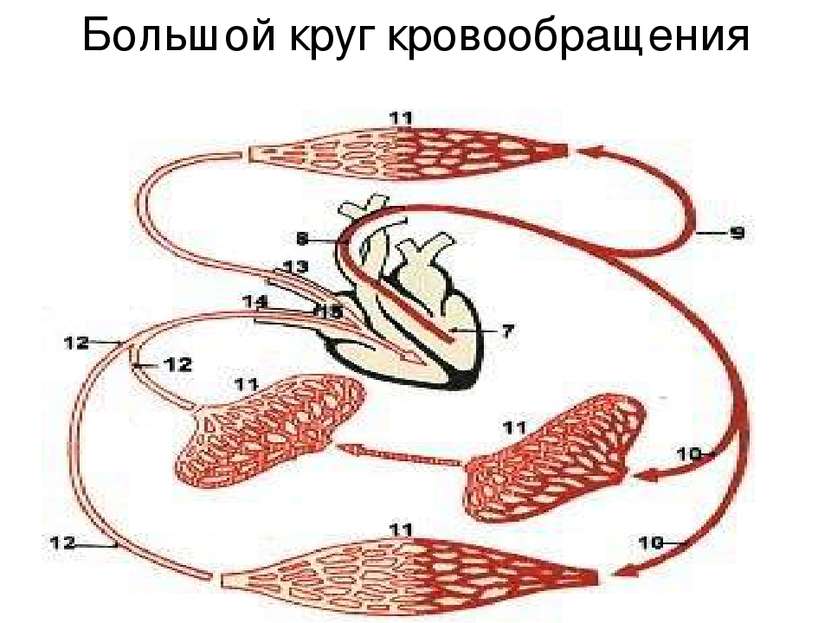 В артериях большого круга течет артериальная кровь По венам большого круга те...