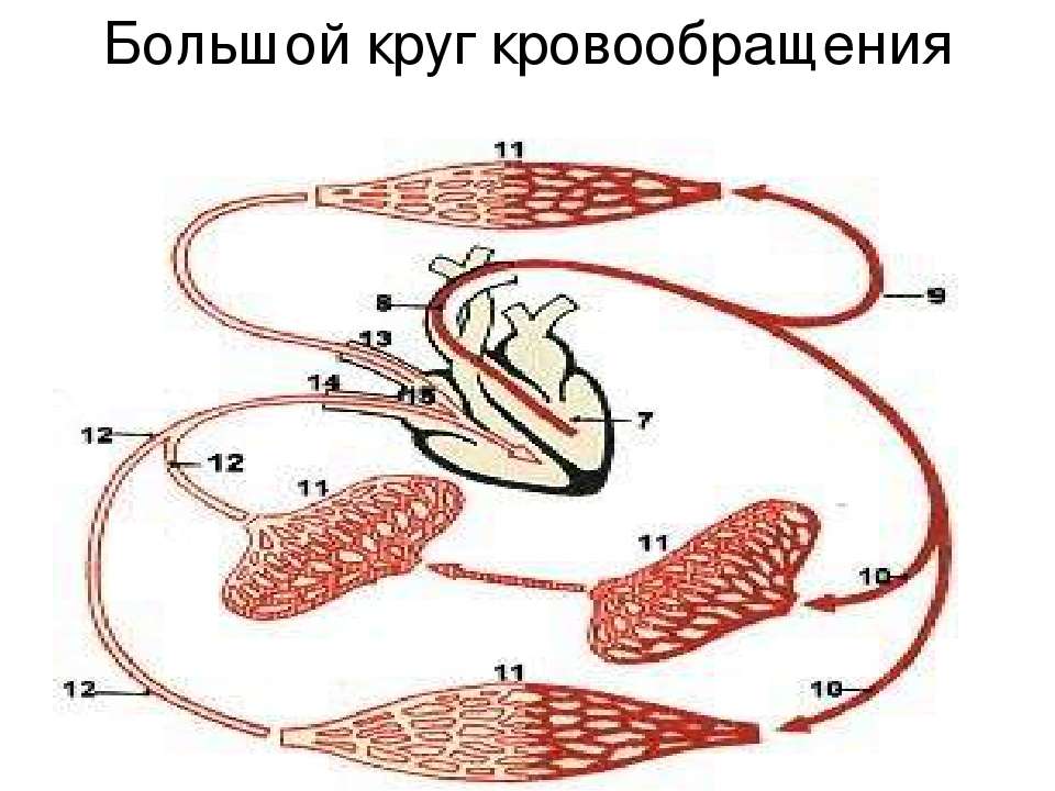 Презентация "Кровообращение в жизни человека" - скачать бесплатно