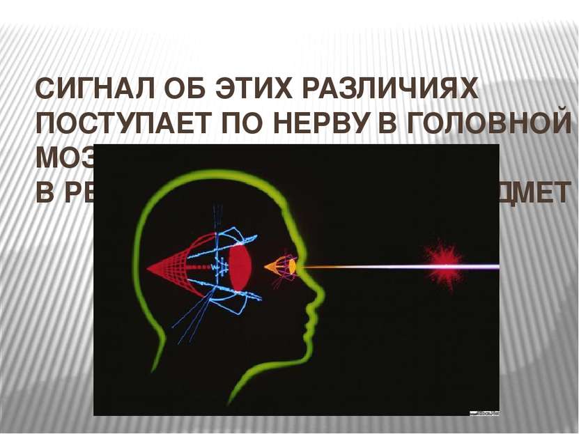 СИГНАЛ ОБ ЭТИХ РАЗЛИЧИЯХ ПОСТУПАЕТ ПО НЕРВУ В ГОЛОВНОЙ МОЗГ. В РЕЗУЛЬТАТЕ МЫ ...