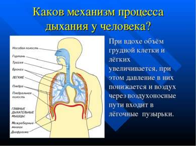 Каков механизм процесса дыхания у человека? При вдохе объём грудной клетки и ...