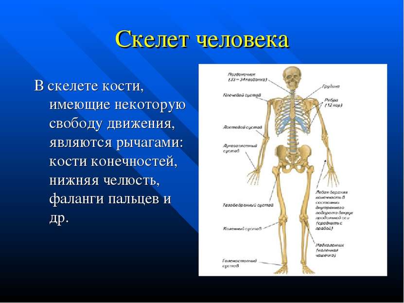 Скелет человека В скелете кости, имеющие некоторую свободу движения, являются...