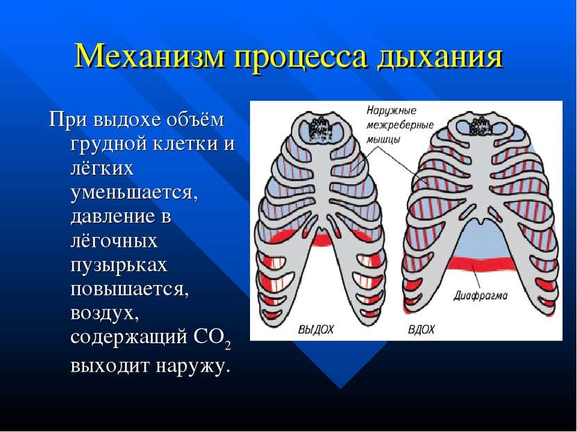 Механизм процесса дыхания При выдохе объём грудной клетки и лёгких уменьшаетс...