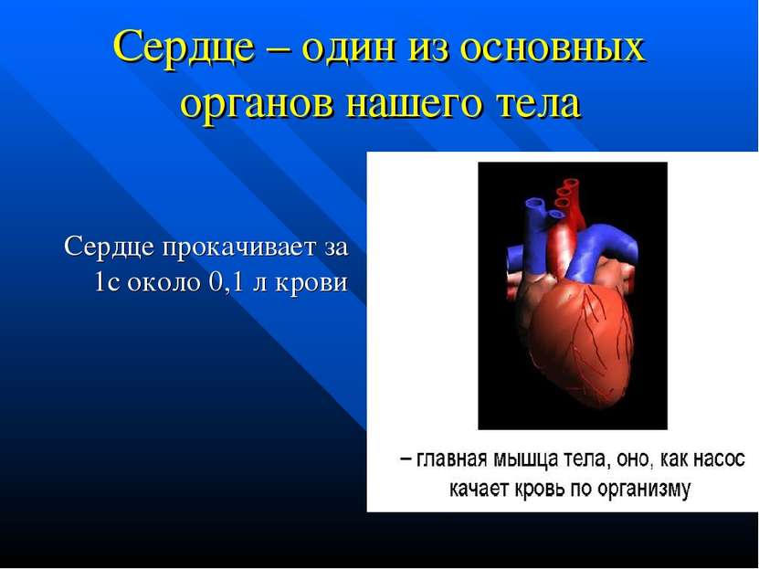 Сердце – один из основных органов нашего тела Сердце прокачивает за 1с около ...