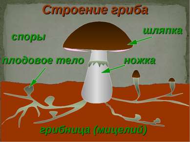 шляпка грибница (мицелий) плодовое тело ножка Строение гриба споры
