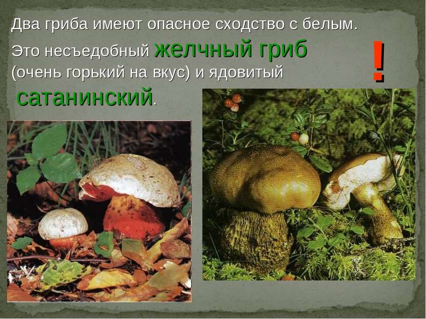 Два гриба имеют опасное сходство с белым. Это несъедобный желчный гриб (очень...