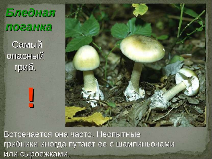 Бледная поганка Самый опасный гриб. Встречается она часто. Неопытные грибники...